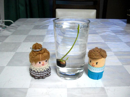 花ハスの種　コップ