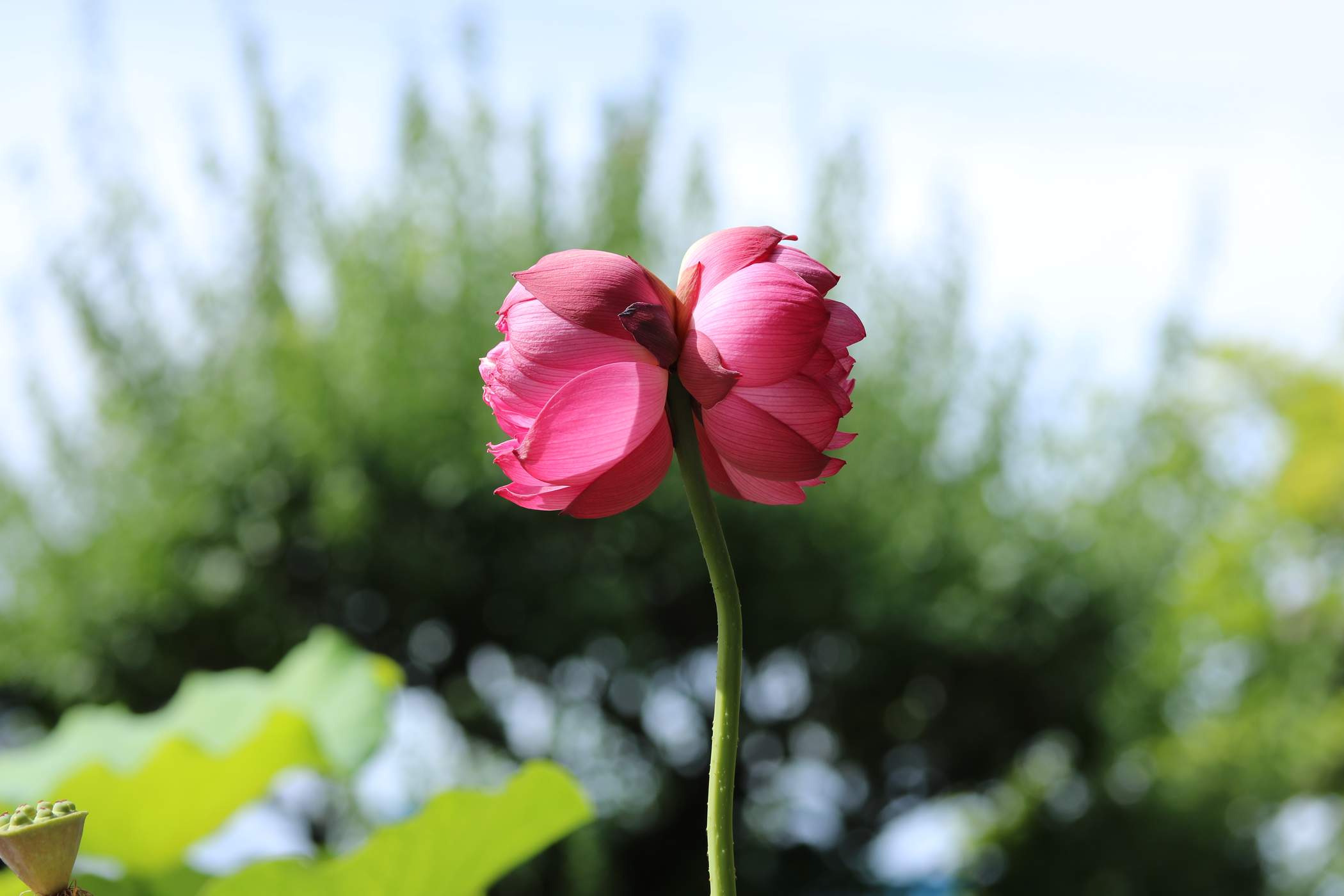 幸せの蓮　生蓮寺