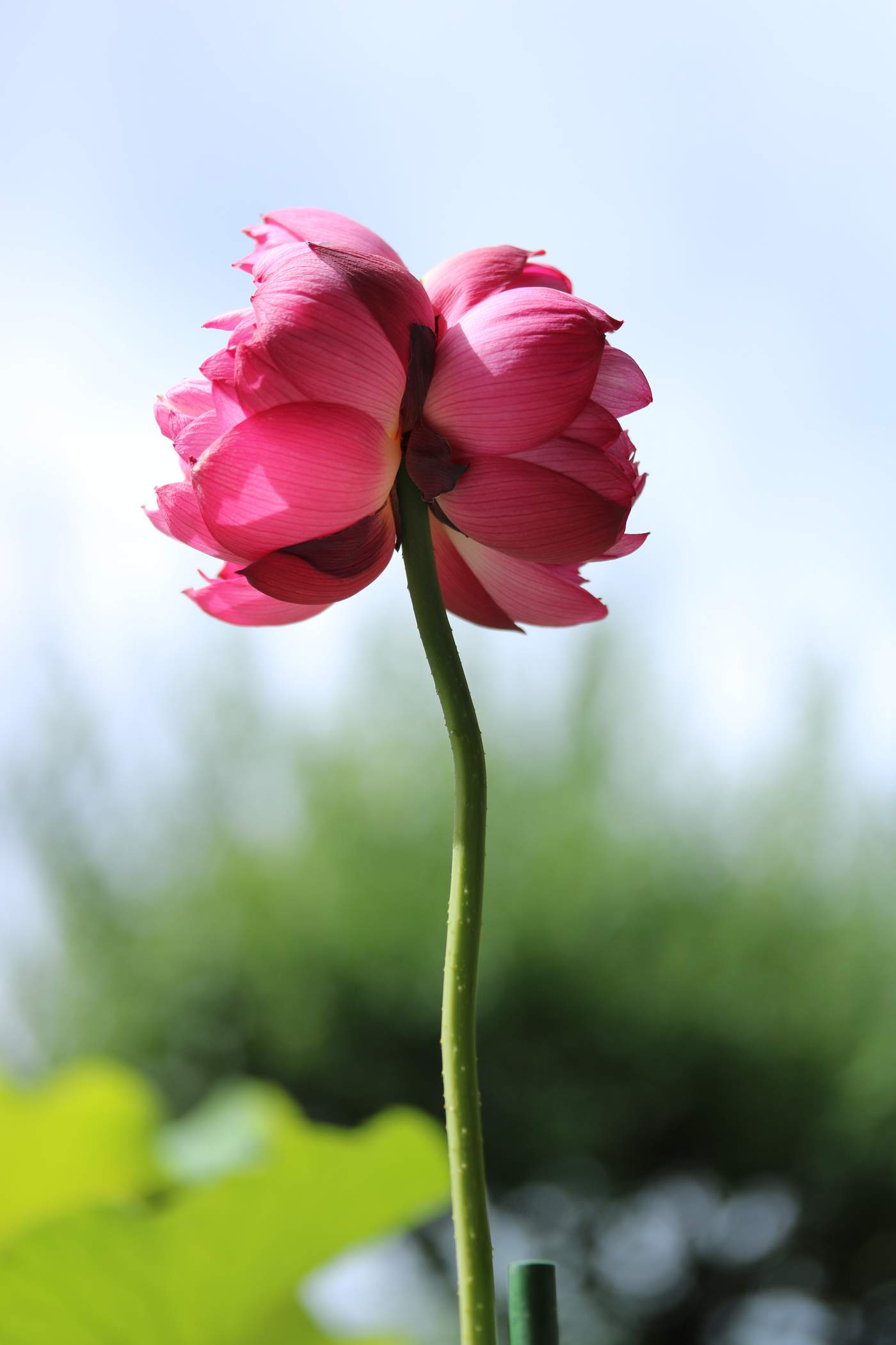 双頭蓮　生蓮寺