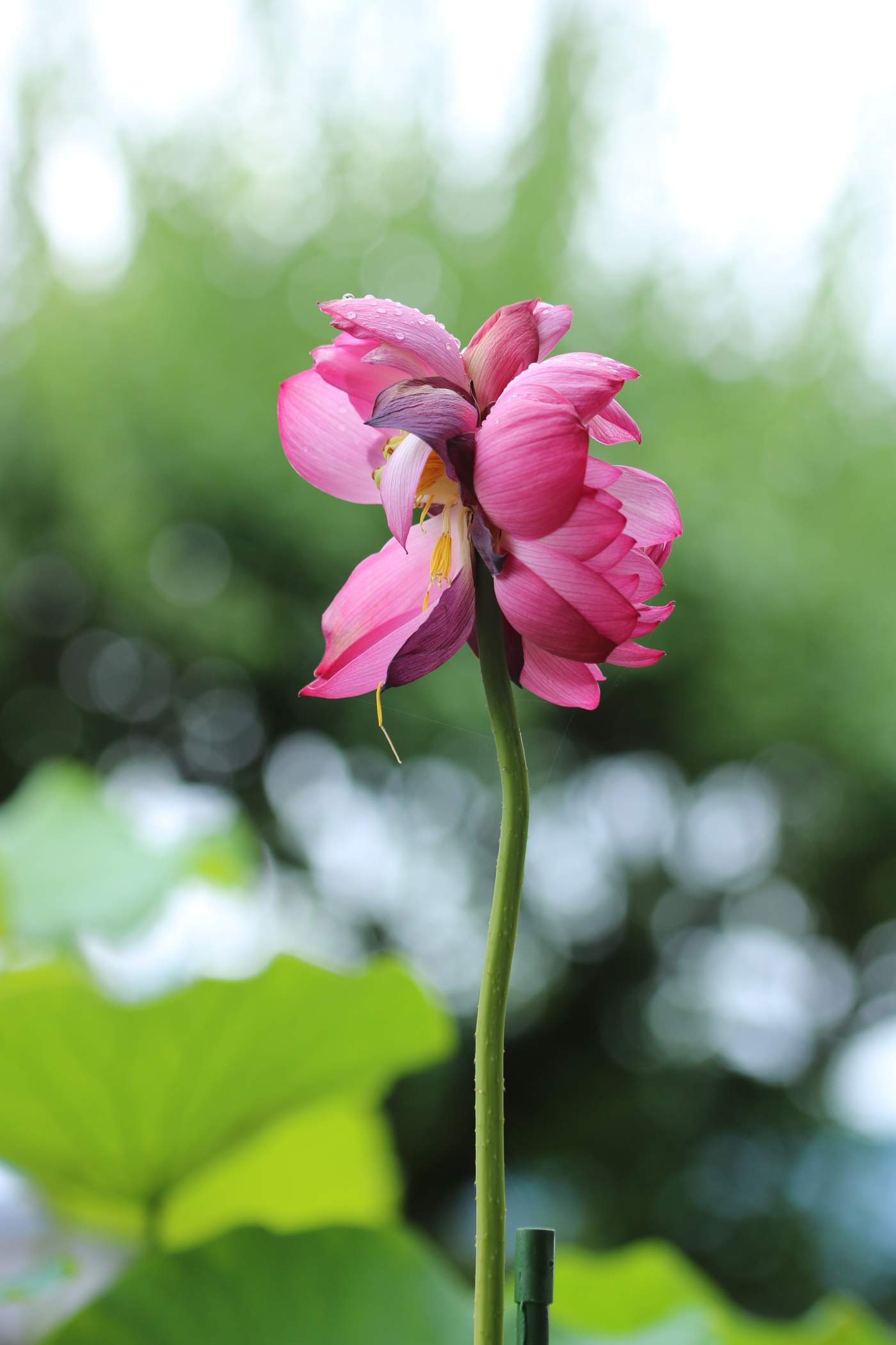 そうとうれん　生蓮寺