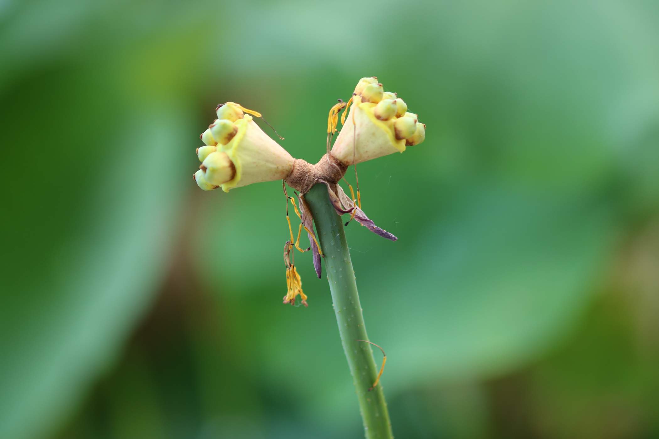 幸せの蓮　生蓮寺