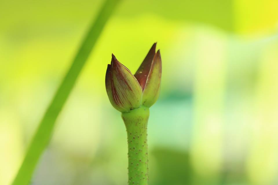 双頭蓮　生蓮寺
